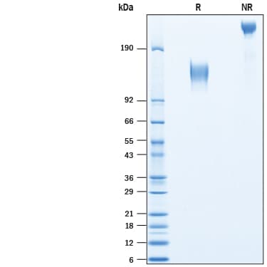 Recombinant Cynomolgus Monkey Mer Fc Chimera Protein SDS-PAGE