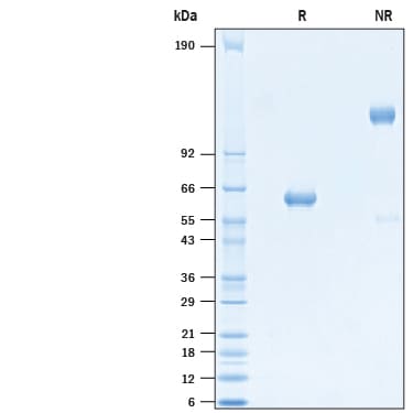 Recombinant SARS-CoV Spike RBD Fc Chimera Protein SDS-PAGE