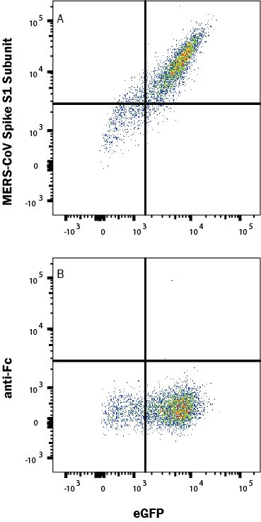 Flow cytometry scatter plot shows MERS Spike S1 Domain protein binds to CD26 / DPPIV expressing HEK293 cells