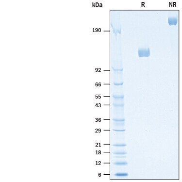 SDS-PAGE gel of purified recombinant MERS Spike S1 Domain protein, Fc chimera
