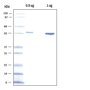 Recombinant SARS-CoV-2 GST-Papain-like Protease SDS-PAGE