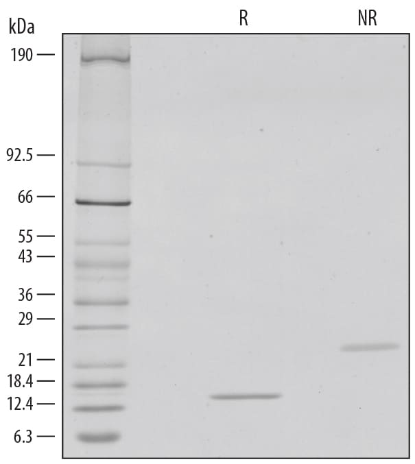 Recombinant Human/Mouse/Rat Activin A GMP Protein SDS-PAGE