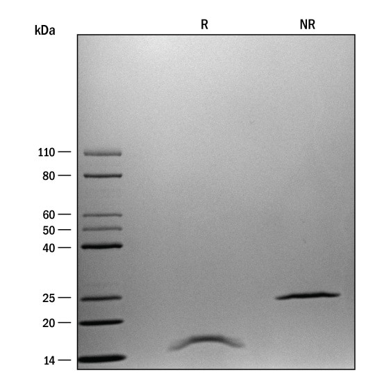ProDots Recombinant Human/Mouse/Rat Activin A Protein SDS-PAGE