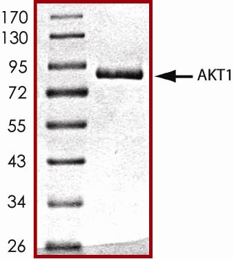 Recombinant Human Active Akt1 Protein SDS-PAGE