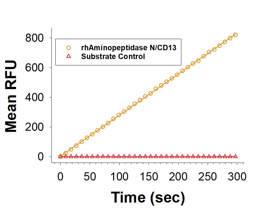Recombinant Human Aminopeptidase N/CD13 Protein Enzyme Activity