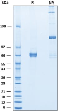 Recombinant Mouse Angiopoietin-1 Protein SDS-PAGE