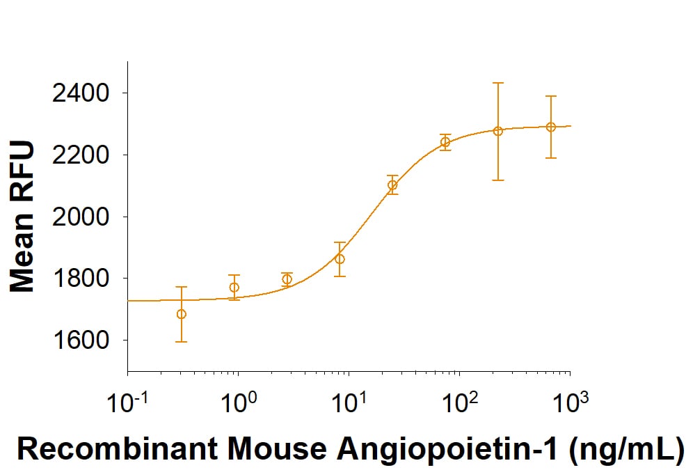 Recombinant Mouse Angiopoietin-1 Protein Bioactivity