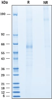 Recombinant Human Angiopoietin-like 1 Flag-tag Protein SDS-PAGE