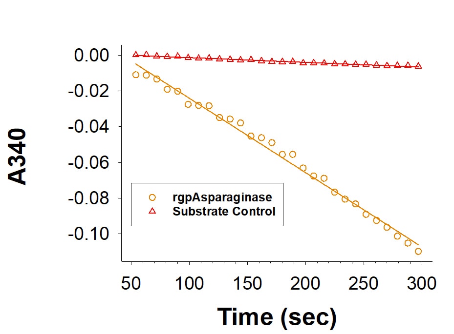 Recombinant Guinea Pig Asparaginase His-tag Protein Binding Activity