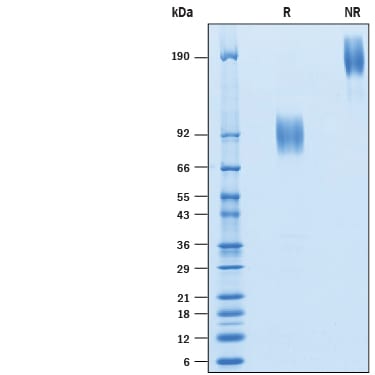 Recombinant Human B7-2/CD86 Fc Chimera Avi-tag SDS-PAGE