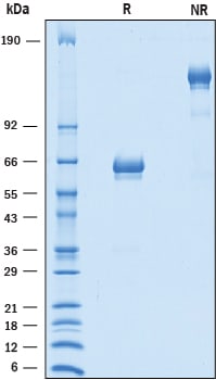 Recombinant Human B7-H2 Isoform 3 Fc Chimera Protein SDS-PAGE