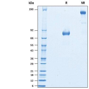 Recombinant Rat B7-H2 Fc Chimera Protein SDS-PAGE