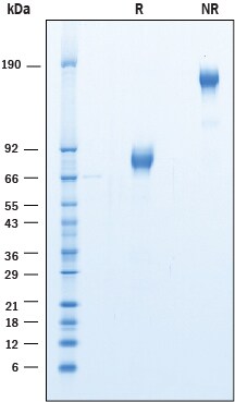 Recombinant Cynomolgus Monkey B7-H2 Fc Chimera Protein SDS-PAGE