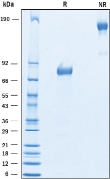 Recombinant Rat B7-H4 Fc Chimera Protein SDS-PAGE