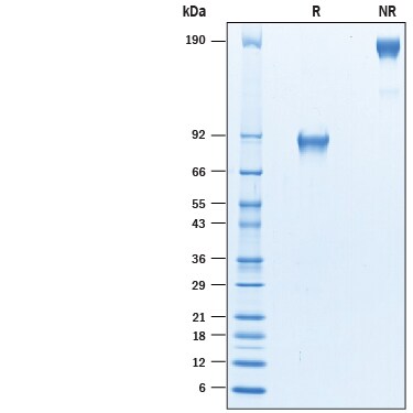 Recombinant Human B7-H4 Fc Chimera Avi-tag Protein SDS-PAGE