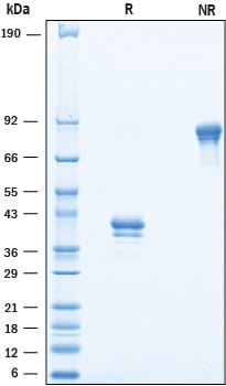 Recombinant Cynomolgus/Rhesus Macaque BCMA Fc Protein SDS-PAGE