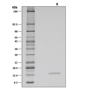 Recombinant Human BDNF GMP SDS-PAGE