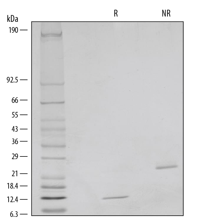 Recombinant Human/Mouse/Rat BMP-2 (E. coli-expressed) SDS-PAGE