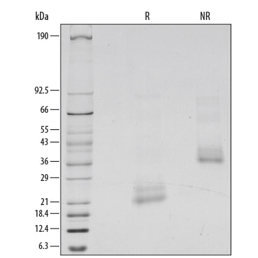 Recombinant Human BMP-4 Protein SDS-PAGE