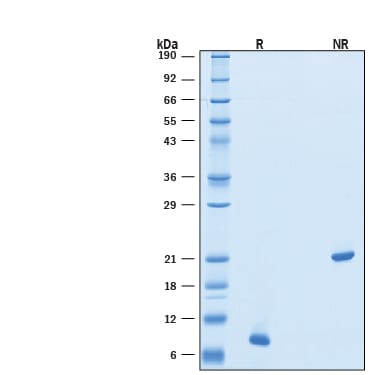 Recombinant Human BMP-4 (E. coli-expressed) Protein SDS-PAGE