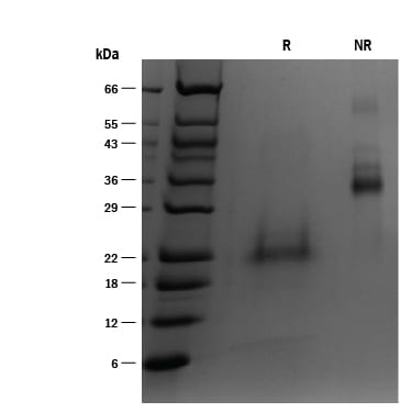 ProDots Recombinant Human BMP-4 Protein SDS-PAGE