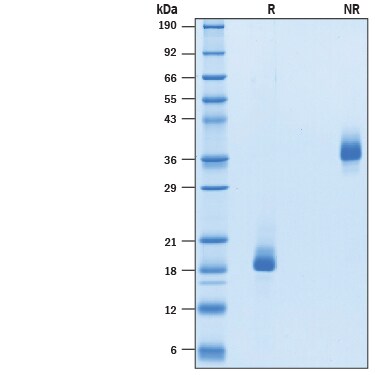 Recombinant Rat BMP-6 Protein SDS-PAGE