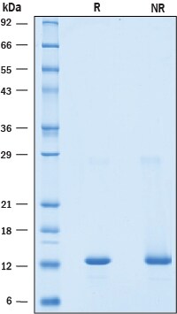 Recombinant Mouse BST-2/Tetherin Protein SDS-PAGE