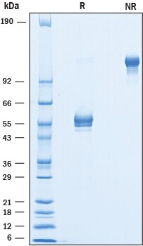 Recombinant Cynomolgus/Rhesus Macaque BTLA Fc Protein SDS-PAGE