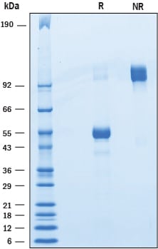 Recombinant Human BTNL10/Butyrophilin-like 10 Fc Protein SDS-PAGE