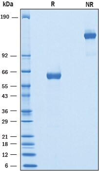 Recombinant Mouse BTNL10/Butyrophilin-like 10 Fc Protein SDS-PAGE