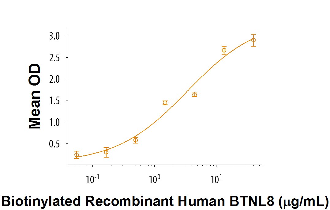 Recombinant Human BTNL8 Fc Chimera Biotinylated Protein Bioactivity