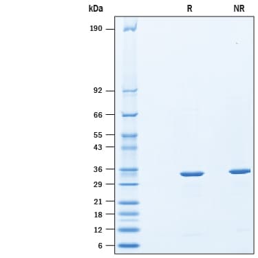 Recombinant E. coli BirA His-tag Protein SDS-PAGE