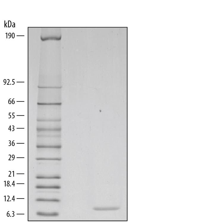 Recombinant Mouse CCL2/JE/MCP-1 Protein SDS-PAGE