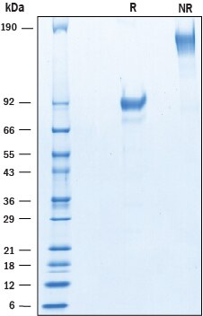 Recombinant Cynomolgus/Rhesus Macaque CD19 Fc Protein SDS-PAGE