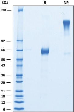 Recombinant Cynomolgus/Rhesus Macaque CD27 Fc Protein SDS-PAGE