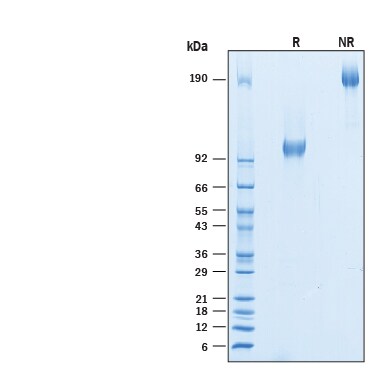 Recombinant Human CD44v5 Fc Chimera Protein SDS-PAGE