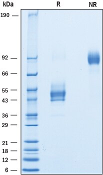 Recombinant Human CD63 Fc Chimera Protein SDS-PAGE