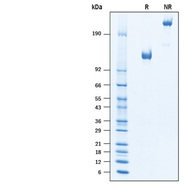 Recombinant Human CD68/SR-D1 Fc Chimera Protein SDS-PAGE