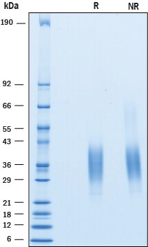 Recombinant Human CD79B Protein SDS-PAGE