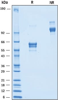 Recombinant Human CD82 Fc Chimera Protein SDS-PAGE