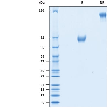 Recombinant Human CDCP1 (Secreted Form) Fc Protein SDS-PAGE