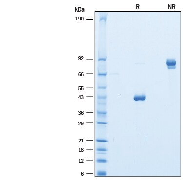 Recombinant Human CLEC2L Fc Chimera Protein SDS-PAGE
