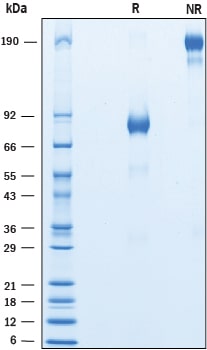 Recombinant Mouse CLF-1/CLC Complex Protein SDS-PAGE