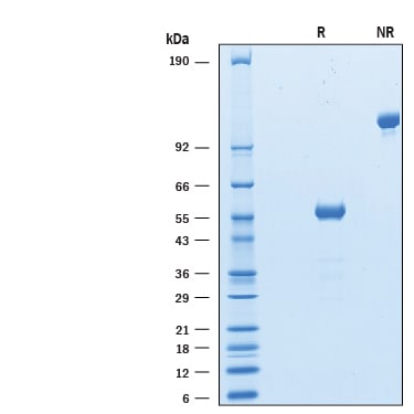 Recombinant Human CTLA-4 Fc Chimera Avi-tag Protein SDS-PAGE