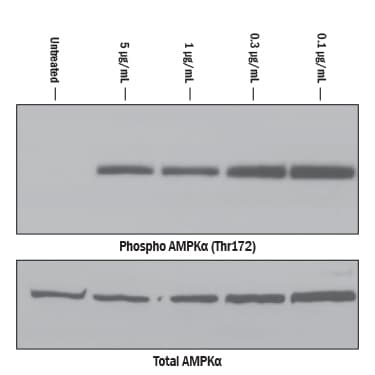 Recombinant Human CTRP2/C1qTNF2 Protein Bioactivity