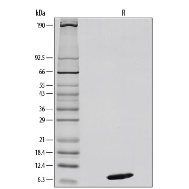 Recombinant Mouse CXCL12/SDF-1 alpha Protein SDS-PAGE