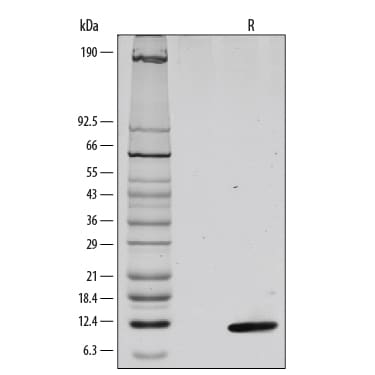 Recombinant Mouse CXCL4/PF4 Protein SDS-PAGE