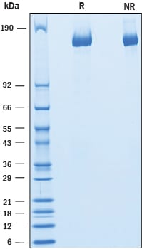 Recombinant Human Caspr1 His-tag Protein SDS-PAGE