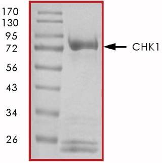 Recombinant Human Active Chk1 Protein SDS-PAGE