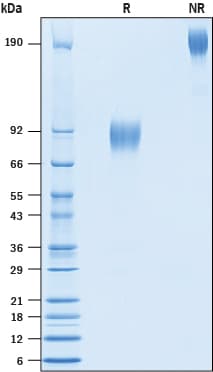Recombinant Human DNAM-1/CD226 Fc Avi-tag Protein SDS-PAGE